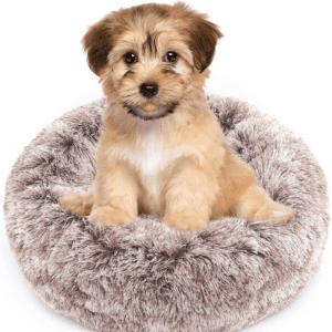 Small dog sitting in a soft, plush NOYAL calming dog bed for anxiety relief.