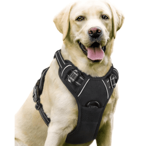 Labrador wearing a black Kurgo Tru-Fit Smart Harness designed for car safety and comfort.