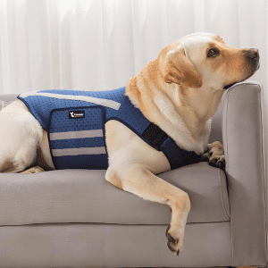 Labrador wearing a Yrenoer dog anxiety vest, providing comfort and security while resting.