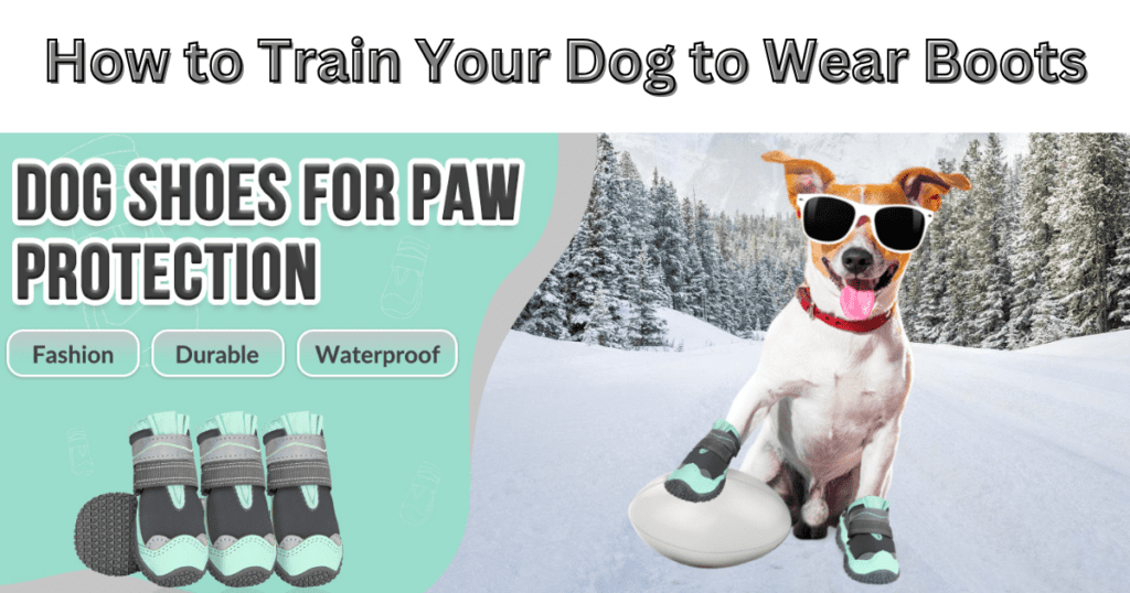 Dog wearing boots and sunglasses in the snow, illustrating How to Train Your Dog to Wear Boots.