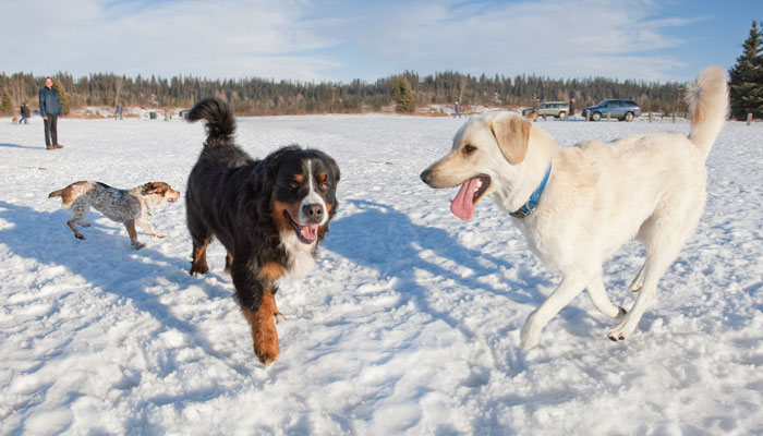 Dogs playing in snowy Three Mile Bend dog park on a sunny day