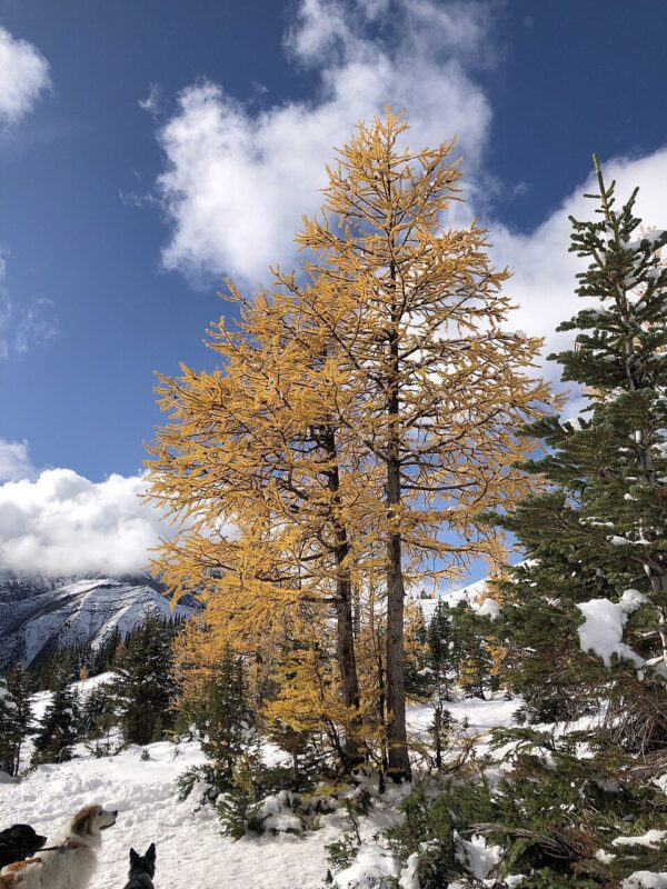 Golden alpine larch trees in autumn snow at Ptarmigan Cirque showcasing spectacular Larch Hikes Alberta scenery with two dogs